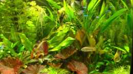 aquarium-von-jumper-becken-10482_