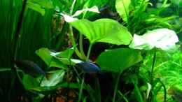 aquarium-von-wels-fan-becken-10515_Syngonium spec.