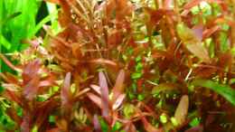 aquarium-von-wels-fan-becken-10515_Rundblättrige Rotala