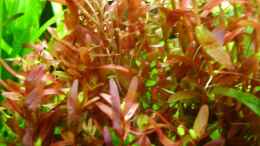 aquarium-von-wels-fan-becken-10515_Rundblättrige Rotala