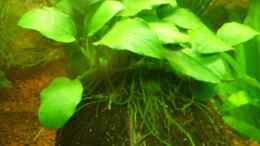 aquarium-von-wels-fan-becken-10515_Zwegspeerblatt