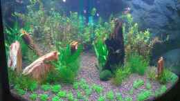 aquarium-von-paul-becken-10539_