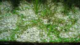 aquarium-von-mario-lange-becken-10552_Glossostigma elatinoides