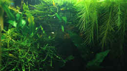 aquarium-von-gezina-becken-10579_Dickicht