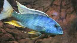 aquarium-von-wietze-bron-becken-10590_Buccochromis Heterotaenia