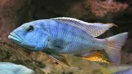 aquarium-von-wietze-bron-becken-10590_Buccochromis Heterotaenia