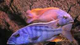 aquarium-von-wietze-bron-becken-10590_Buccochromis Heterotaenia