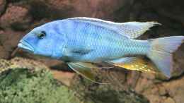 aquarium-von-wietze-bron-becken-10590_Buccochromis Heterotaenia