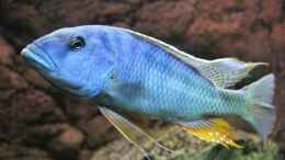 aquarium-von-wietze-bron-becken-10590_Buccochromis Heterotaenia