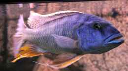 aquarium-von-wietze-bron-becken-10590_Buccochromis Heterotaenia