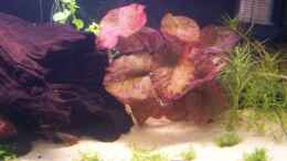 aquarium-von-dani-b-becken-10592_