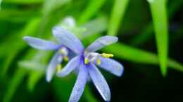 aquarium-von-melmarc-unser-hobby_Blütenstand Heteranthera zosterifolia