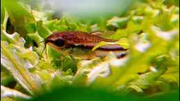 Foto mit Corydoras pygmaeus