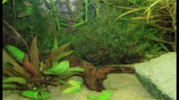 aquarium-von-michaela-becken-10609_20.10.2008