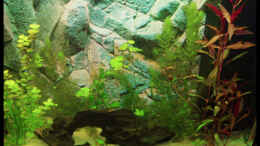 aquarium-von-michaela-becken-10609_20.10.2008