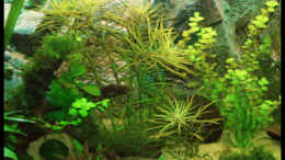 aquarium-von-michaela-becken-10609_20.10.2008