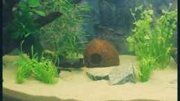 aquarium-von-michaela-becken-10609_25.09.2008