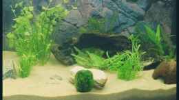 aquarium-von-michaela-becken-10609_25.09.2008