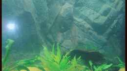 aquarium-von-michaela-becken-10609_25.09.2008