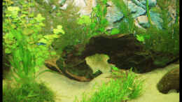 aquarium-von-michaela-becken-10609_20.10.2008