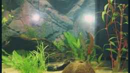 aquarium-von-michaela-becken-10609_25.09.2008