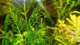 aquarium-von-samsa-becken-10639_