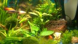 aquarium-von-stifflersmom76-becken-10661_