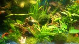 aquarium-von-stifflersmom76-becken-10661_