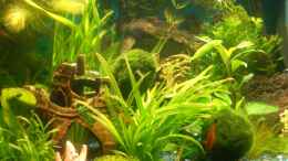 aquarium-von-stifflersmom76-becken-10661_