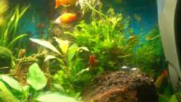 aquarium-von-stifflersmom76-becken-10661_