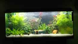 aquarium-von-nathaniel-fisher-becken-10674_