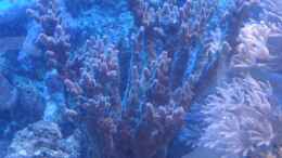 aquarium-von-enemey-becken-10686_Accropora sp.