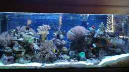 aquarium-von-enemey-becken-10686_