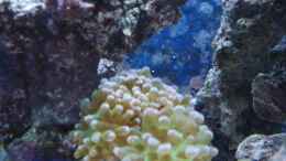 aquarium-von-enemey-becken-10686_Euphyllia paraancora