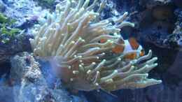 aquarium-von-enemey-becken-10686_Euphyllia glabrescens