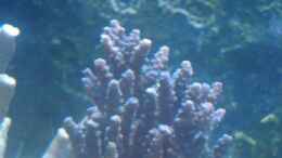 aquarium-von-enemey-becken-10686_Accropora sp.