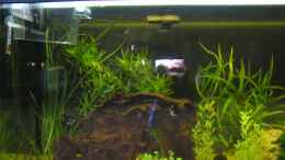 aquarium-von-aquamax-becken-10690_