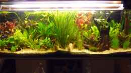 aquarium-von-schildi-becken-10729_