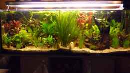 aquarium-von-schildi-becken-10729_