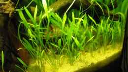 aquarium-von--serok--becken-10738_