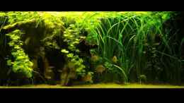 aquarium-von-njio-becken-10754_