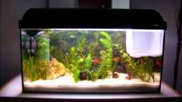 aquarium-von-anamorph-becken-10755_Mein 60 Liter Gesellschaftsbecken