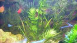 aquarium-von-anamorph-becken-10755_Cabomba