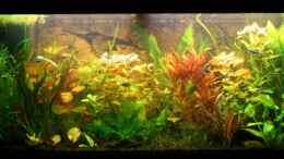 aquarium-von-stefanhwi-becken-10793_