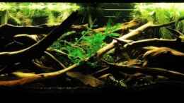 aquarium-von-hempi23-becken-10799_Little Pleco Stream