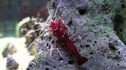 aquarium-von-merya-becken-10801_