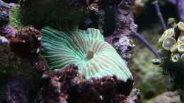 aquarium-von-merya-becken-10801_