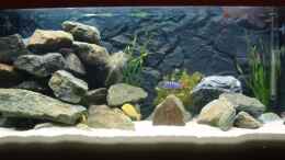 aquarium-von-a-zabanoff-becken-10819_Das Malawi Becken