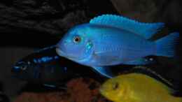 aquarium-von-roland-elsenbruch-becken-1083_Bright Blue