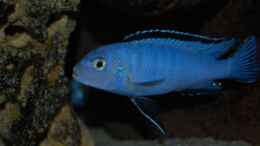 aquarium-von-roland-elsenbruch-becken-1083_Pseudotropheus socolofi